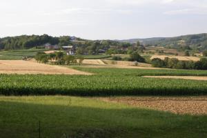 Radovci